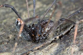 Media type: image; Invertebrate Zoology 133416